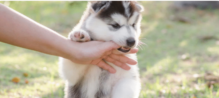 How to Stop a Puppy From Biting?