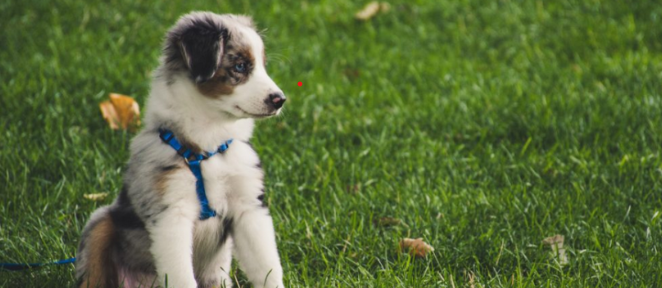 How to Help Your Puppy Learn Its Name