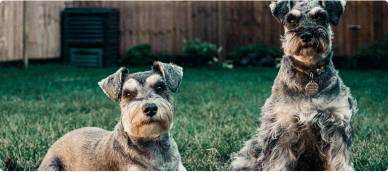 How to Keep Your Dog From Escaping Your Yard: Reining in Dogs with Wanderlust