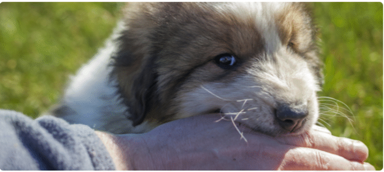 What To Do If Your Dog Is Aggressive