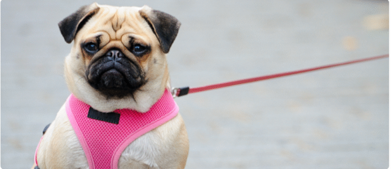 A Step by Step Tutorial to Leash Training