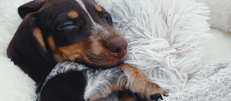 Puppy’s First Night Home: Tips for a Better Bedtime – Copy