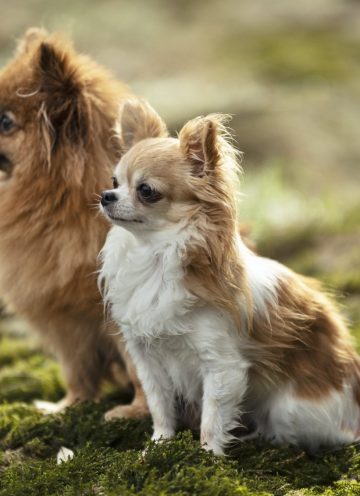 dogs-in-nature.jpg